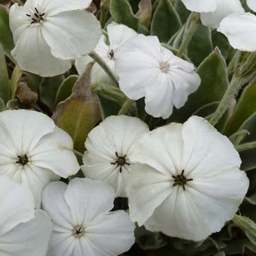 3 Coquelourdes des jardins blanches - Lychnis coronaria alba - Plantes