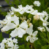 3 Croix de Jérusalem blanches - Lychnis chalcedonica alba - Plantes