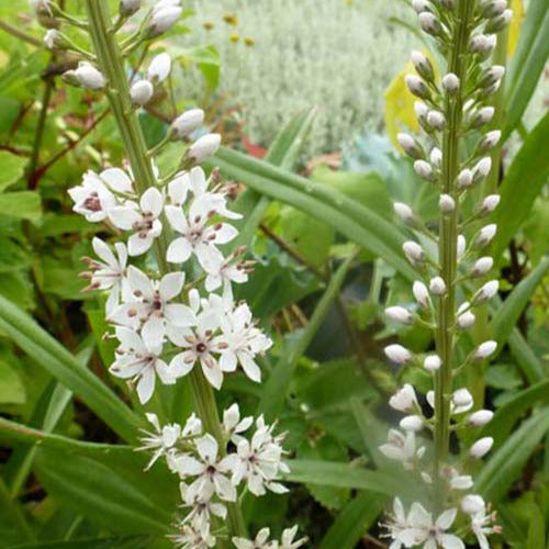 Lysimaque ephémère - Lysimachia ephemerum - Plantes