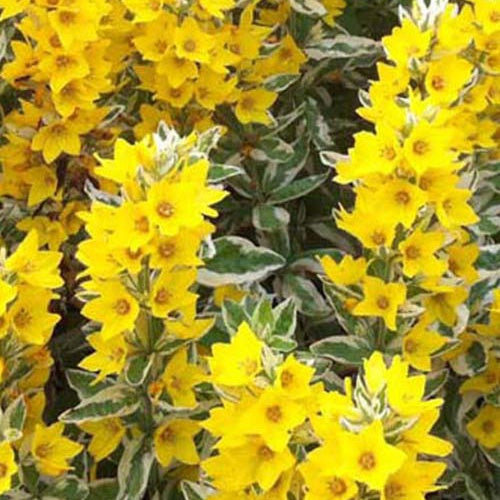 Lysimaque panachée Alexander - Willemse