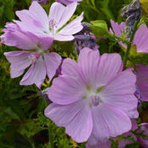 Mauve musquée Rosea - Willemse
