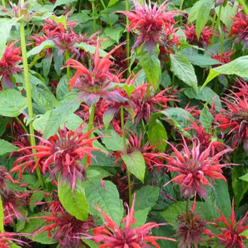 3 Monardes Cambridge Scarlet - Monarda cambridge scarlet - Plantes