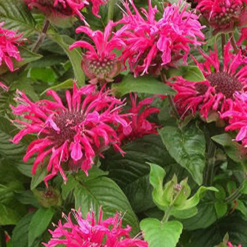Monarde Pink Lace - Monarda pink lace - Plantes