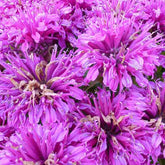 Monarde Purple Lace - Monarda purple lace - Plantes