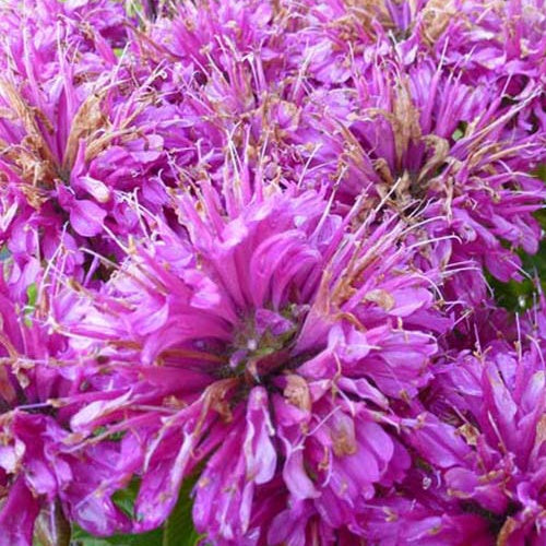 Monarde Pardon me purple - Willemse