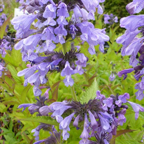 Nepeta de Sibérie - Willemse