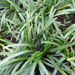 Ophiopogon japonicus Minor - Willemse