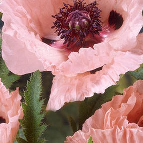 Pavot d'Orient Mrs Perry - Papaver orientale mrs perry - Willemse