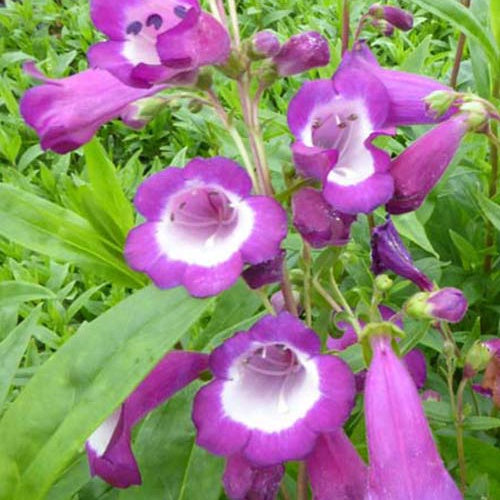 Galane Purple Passion  - Penstemon - Willemse