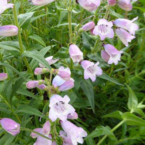 Galane Stapleford Gem - Penstemon - Willemse