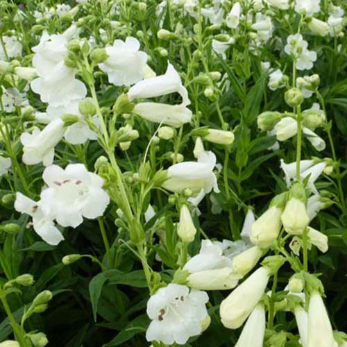 Galane White Bedder - Penstemon - Penstemon white bedder - Plantes