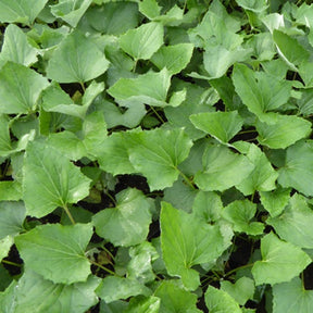 3 Pétasites paradoxaux - Willemse