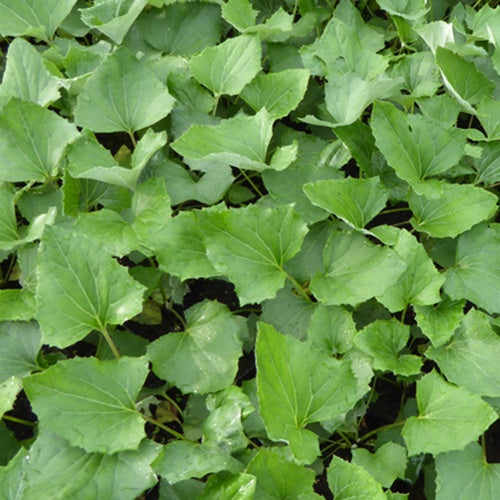 3 Pétasites paradoxaux - Willemse