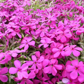 3 Phlox nain de Douglas Crackerjack - Willemse