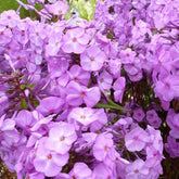 Phlox maculé Rosalinde - Phlox rosalinde - Plantes