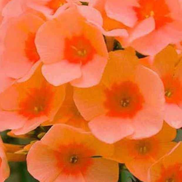 3 Phlox paniculé Orange Perfection - Phlox paniculata orange perfection - Plantes