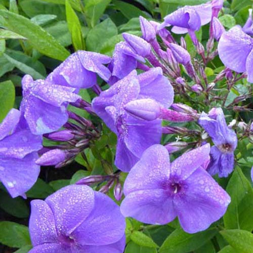 Phlox paniculé Purple Flame - Willemse