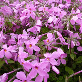 3 Phlox rampant Home Fires - Willemse