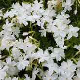 3 Phlox mousse White Delight - Phlox subulata white delight - Plantes