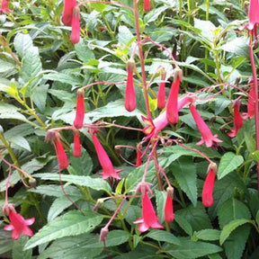 Fuschia du Cap African Queen - Willemse