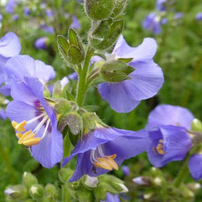 3 Valériane grecque - Willemse
