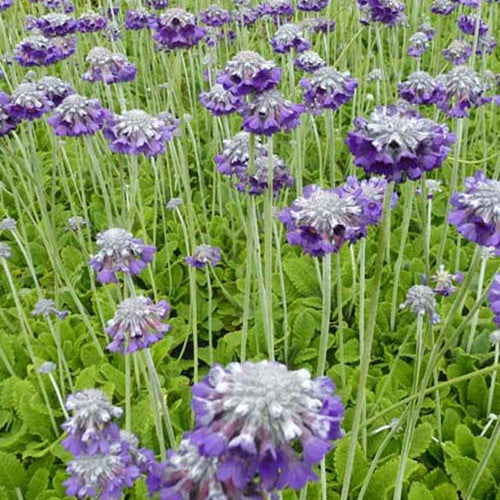 3 Primevère de l'Himalaya Mooreana - Willemse