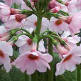 Primevère du Japon Apple Blossom - Primula japonica apple blossom - Plantes