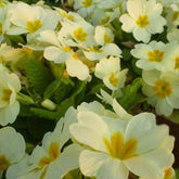 Primevère des jardins - Primula vulgaris - Plantes