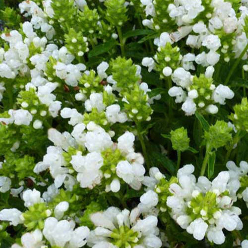 3 Brunelles à grandes fleurs White Loveliness - Prunella grandiflora white loveliness - Plantes