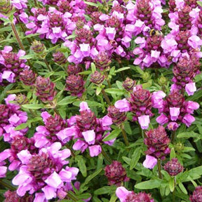 Brunelle Gruss aus Isernhagen - Willemse