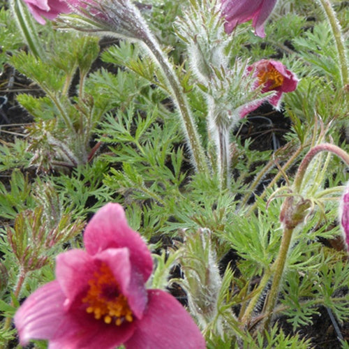3 Anémones pulsatilles Röde Klokke - Willemse