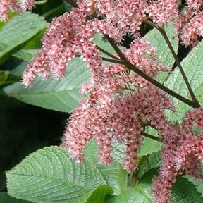 Rodgersia pinnata Elegans - Willemse