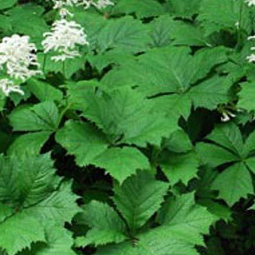 Rodgersia podophylla - Willemse