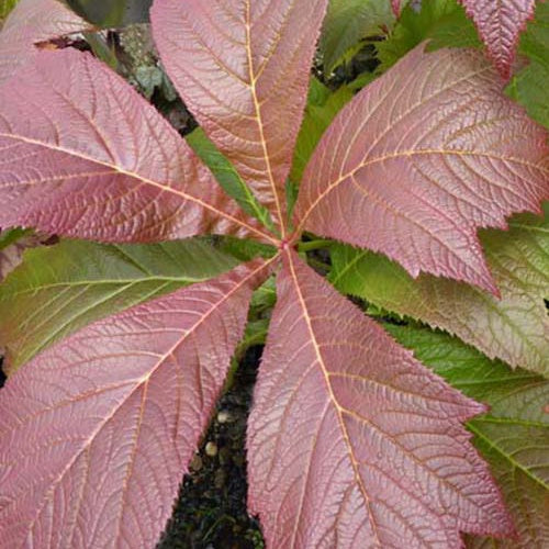 Rodgersia à feuilles pennées Rotlaub - Rodgersia pinnata rotlaub - Plantes