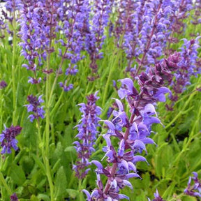 Sauge des bois Negrito - Willemse