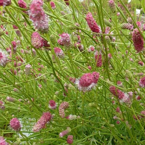 Pimprenelle à fines feuilles Pink Elephant - Sanguisorbe - Sanguisorba tenuifolia pink elephant - Plantes