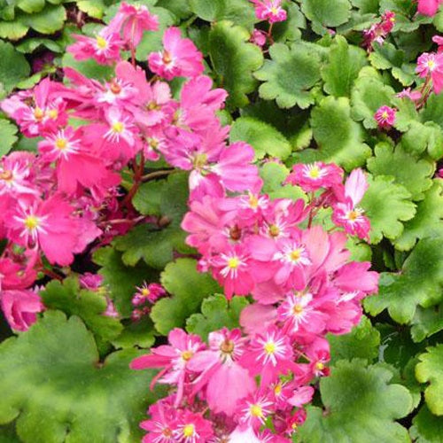 Saxifrage Gokka - Willemse