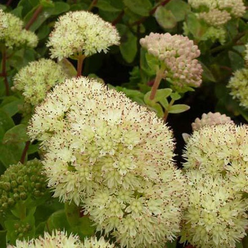 Sedum Gooseberry Fool - Willemse