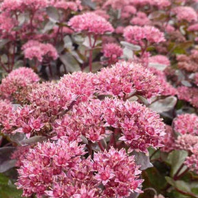 Sedum d'automne El Cid - Willemse