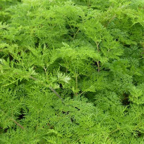 Selinum wallichianum - Willemse