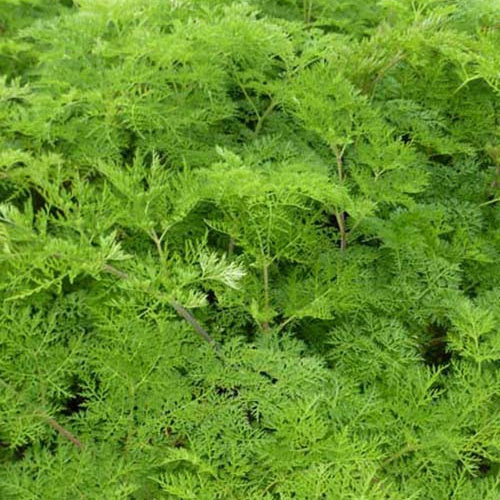 Selinum wallichianum - Willemse