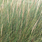 Oyat Roseau des sables - Ammophila arenaria - Plantes