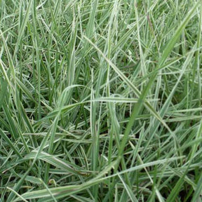 Amourette Russels - Willemse