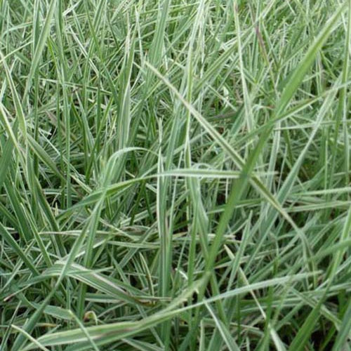 Amourette Russels - Willemse