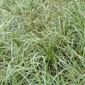 Laîche conique Snowline - Carex - Willemse