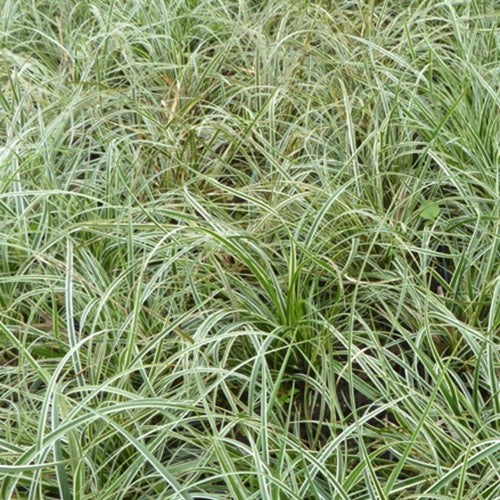 Laîche conique Snowline - Carex - Willemse