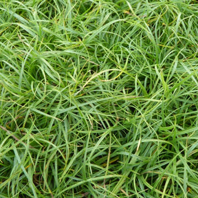 Laîche The Beatles - Carex - Willemse