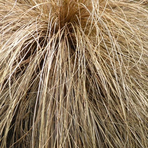 Laîche flagellée - Carex - Willemse