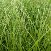 Laîche Phoenix Green - Carex - Willemse