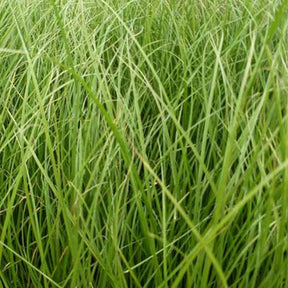 Laîche Phoenix Green - Carex - Willemse